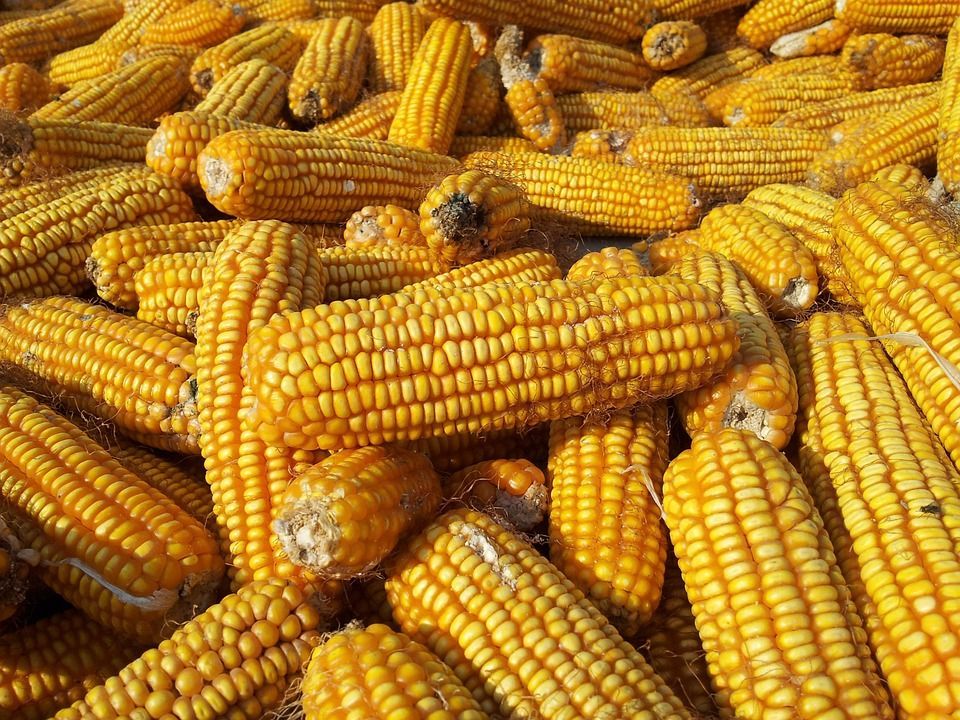 A pile of corn on the cob is sitting on a table.