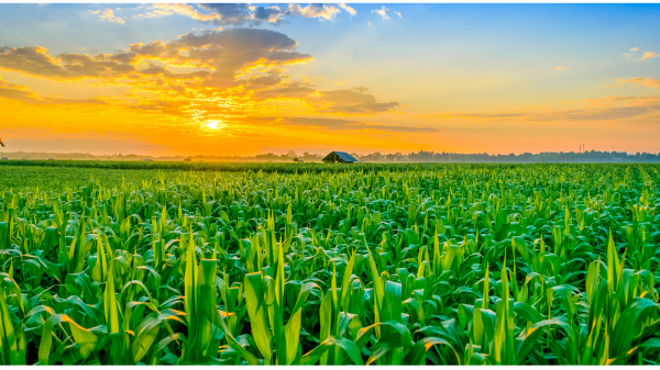 A field of corn with a sunset in the background.