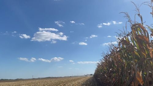 A corn field with a blue sky and clouds in the background.