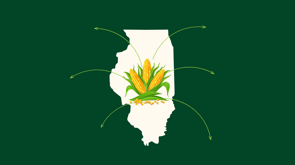 A map of illinois with corn on the cob on it.