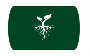 A small plant with roots is growing out of the ground on a green background.