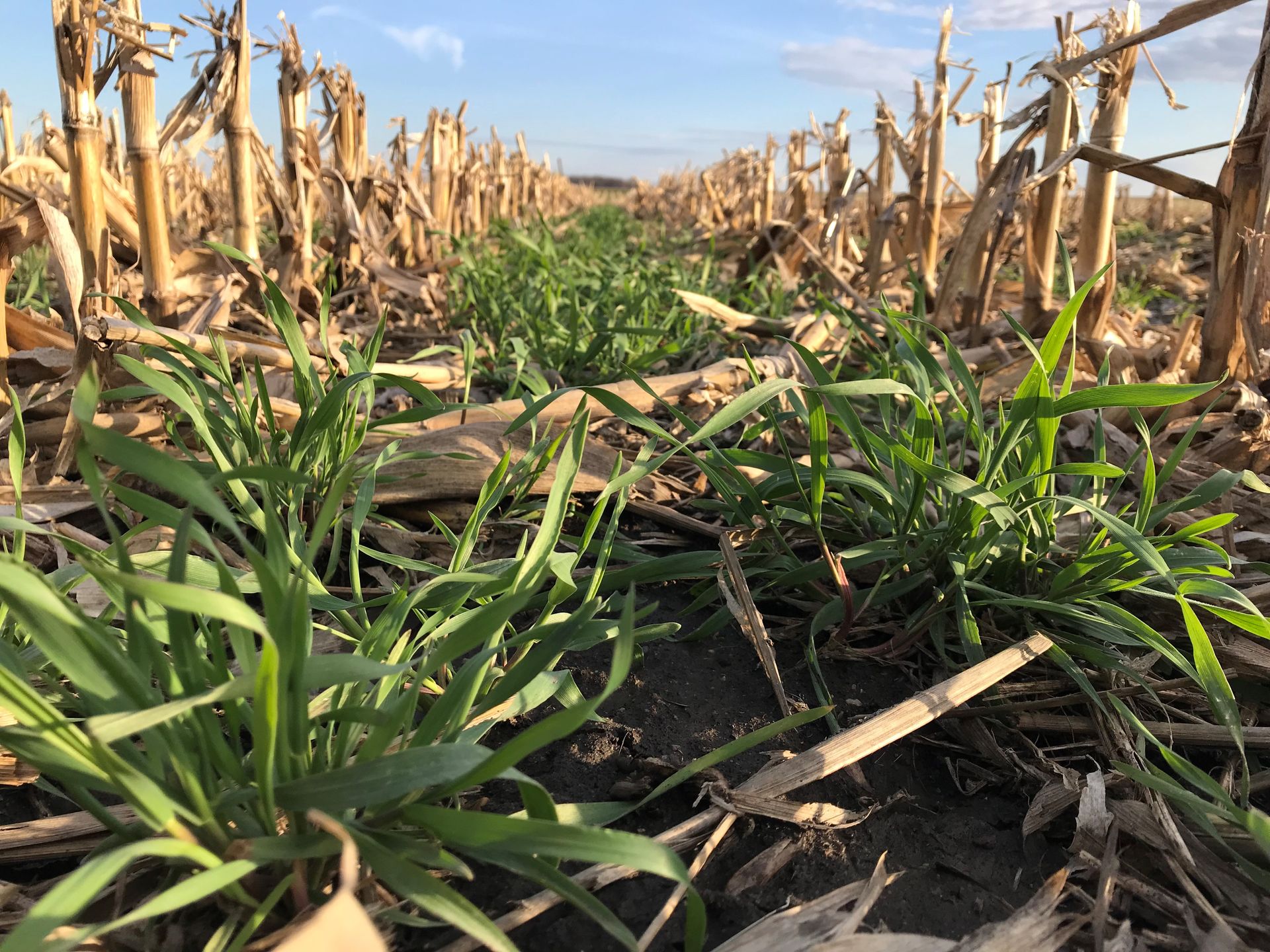 cover crops