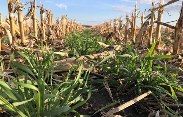 A field of corn with a lot of plants growing out of the ground.