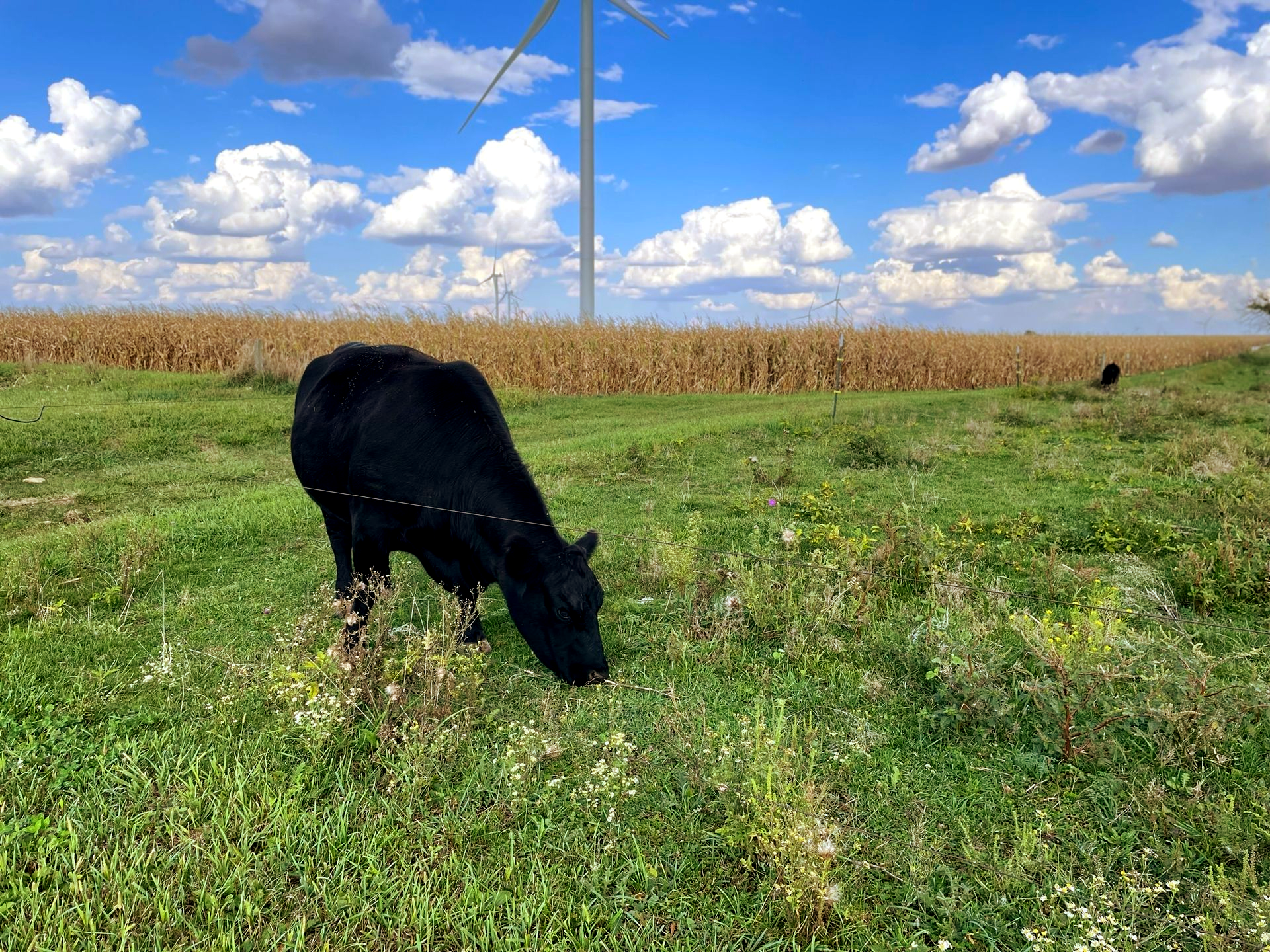 Black cow grazing in a green field, cornfield in the background, wind turbine, cloudy blue sky.