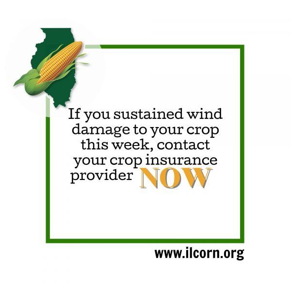 If you sustained wind damage to your crop this week contact your crop insurance provider now