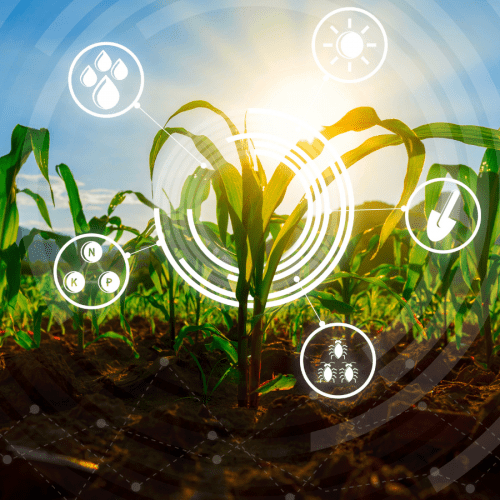 A computer generated image of a field of corn with icons surrounding it.
