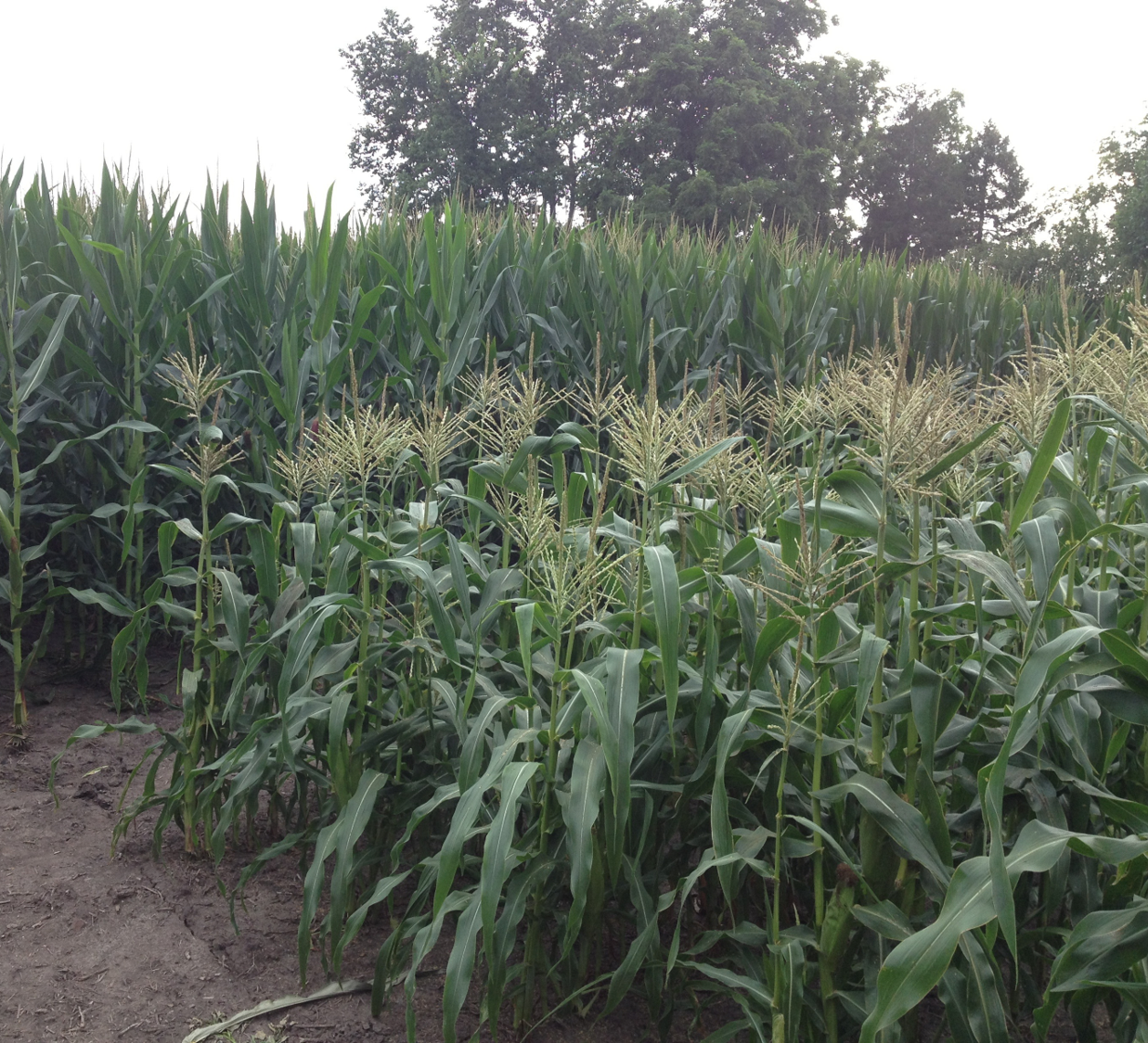 Field corn vs sweet corn look and height difference in field