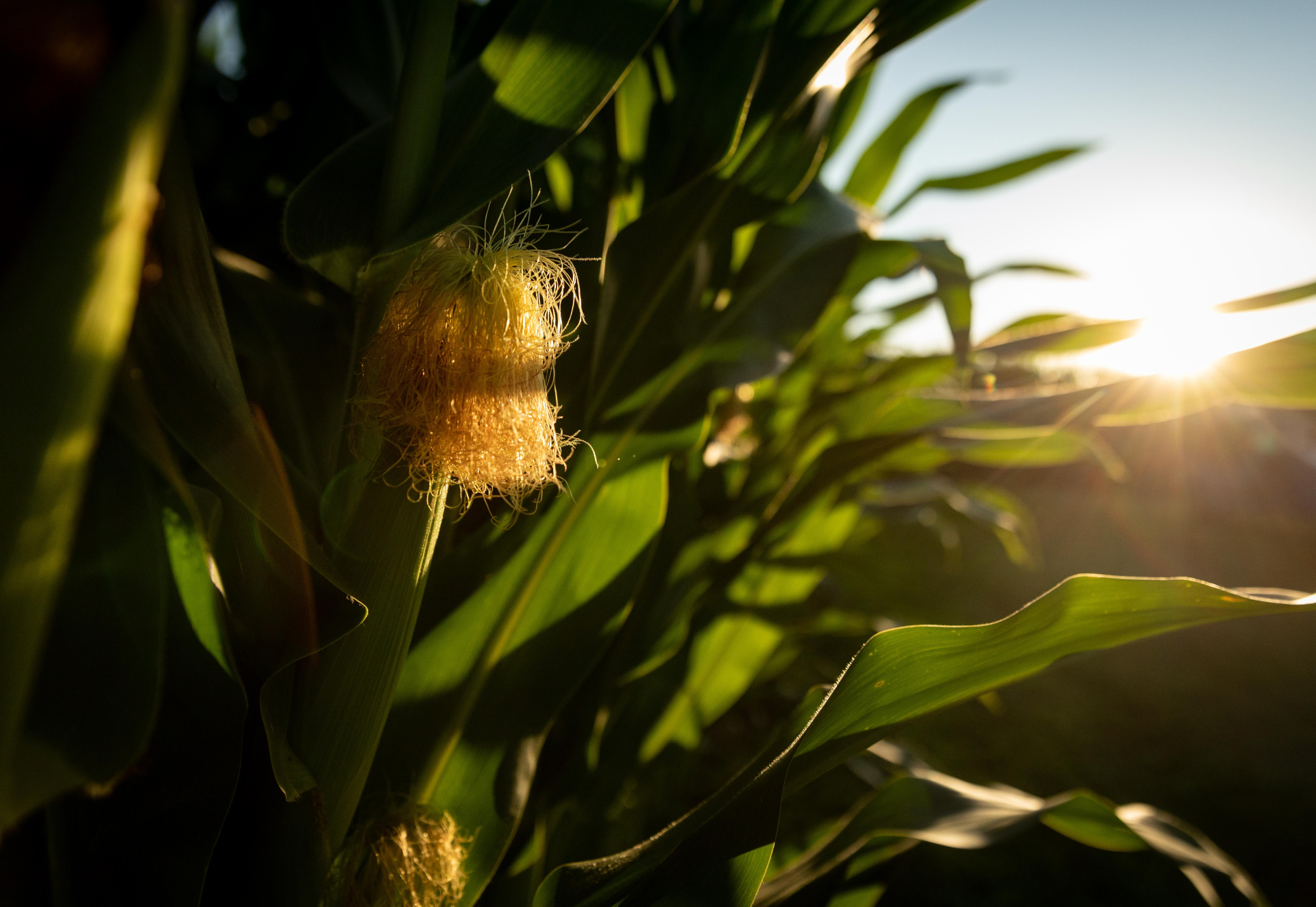 A close up of a corn plant with the sun shining through the leaves