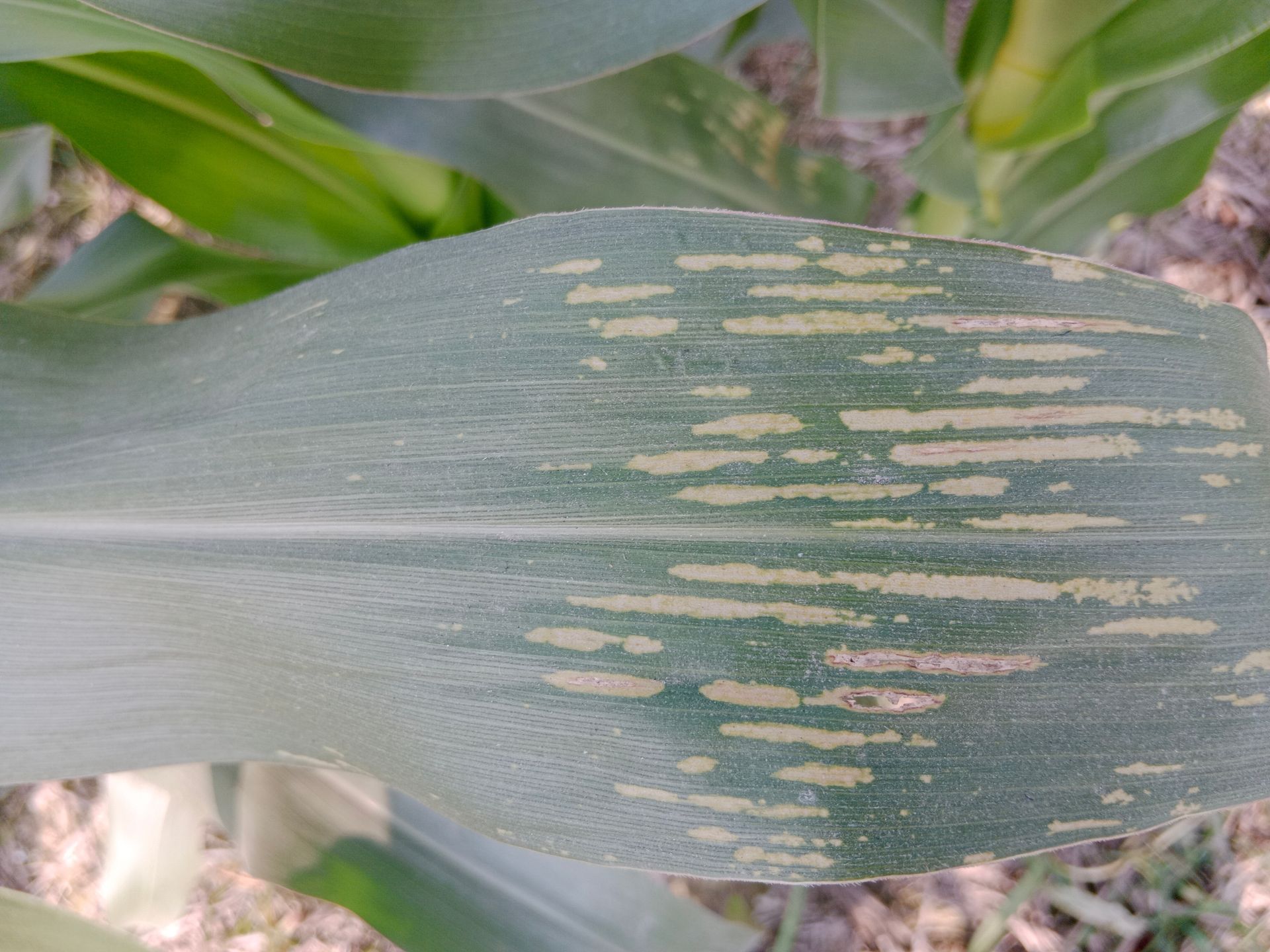gray leaf spot