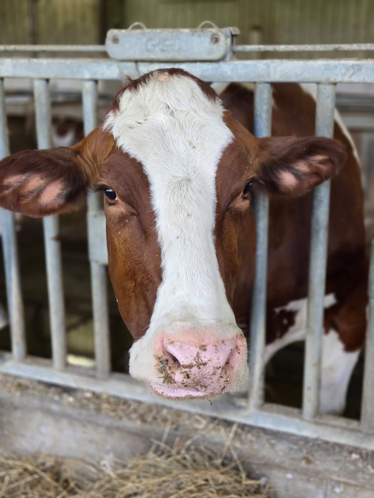 close up of a dairy cow
