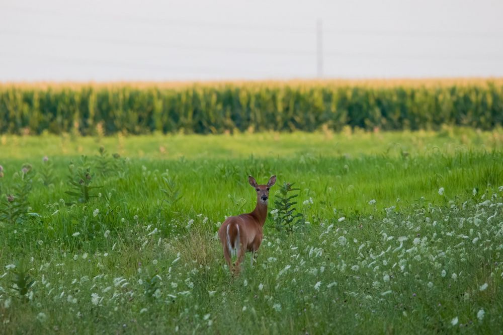 A deer is standing in a field of tall grass.