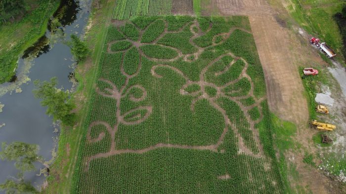 An aerial view of a corn maze in a field.