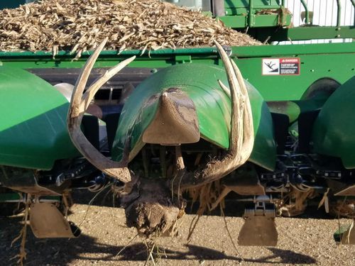 A deer with antlers is sitting in front of a green combine harvester