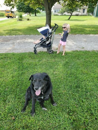 A little girl is pushing a stroller in a park next to a dog.