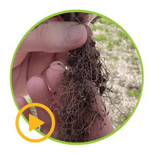 A person is holding a plant root in their hand.