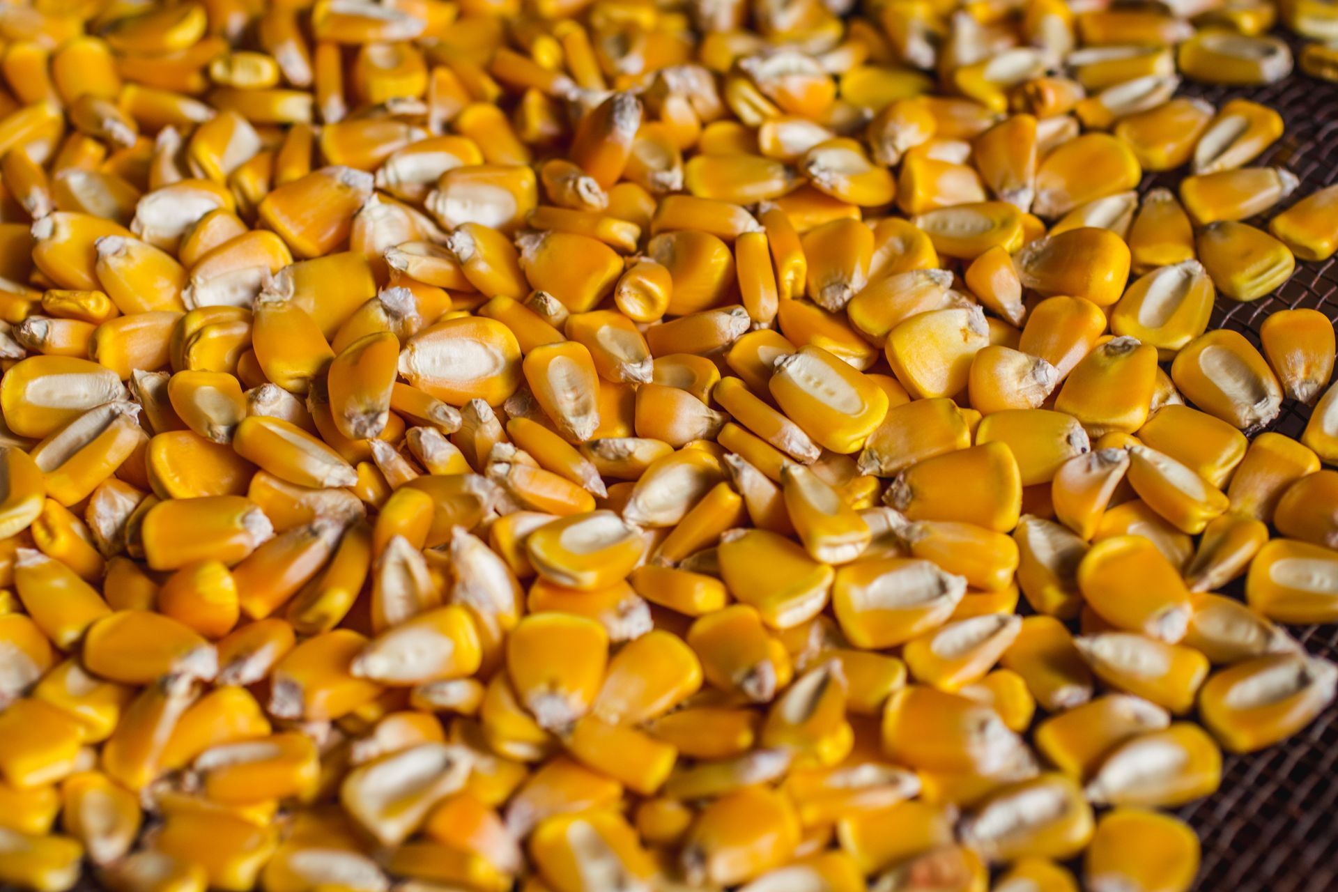 Close-up of bright yellow corn kernels piled together