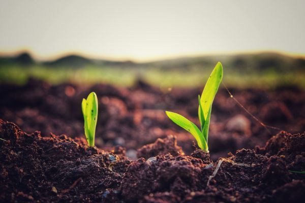 Two small plants are growing out of the soil in a field.