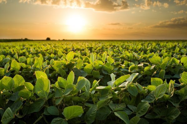 The sun is setting over a field of green plants.
