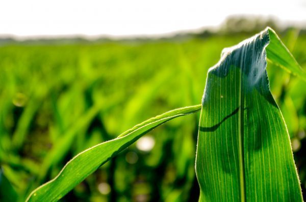 A close up of a corn leaf in a field.