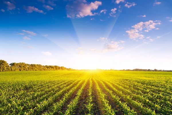 The sun is shining through the clouds over a field of green plants.
