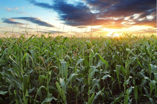 A field of corn with a sunset in the background.