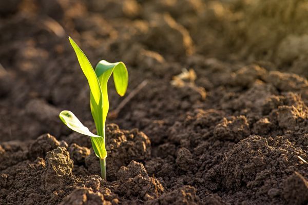 A small green plant is growing out of the soil.