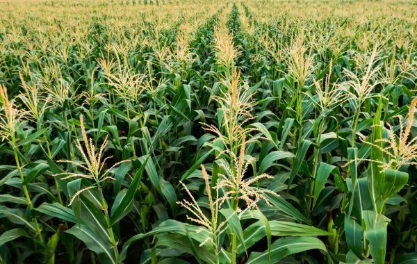 A field of corn plants growing in the sun.