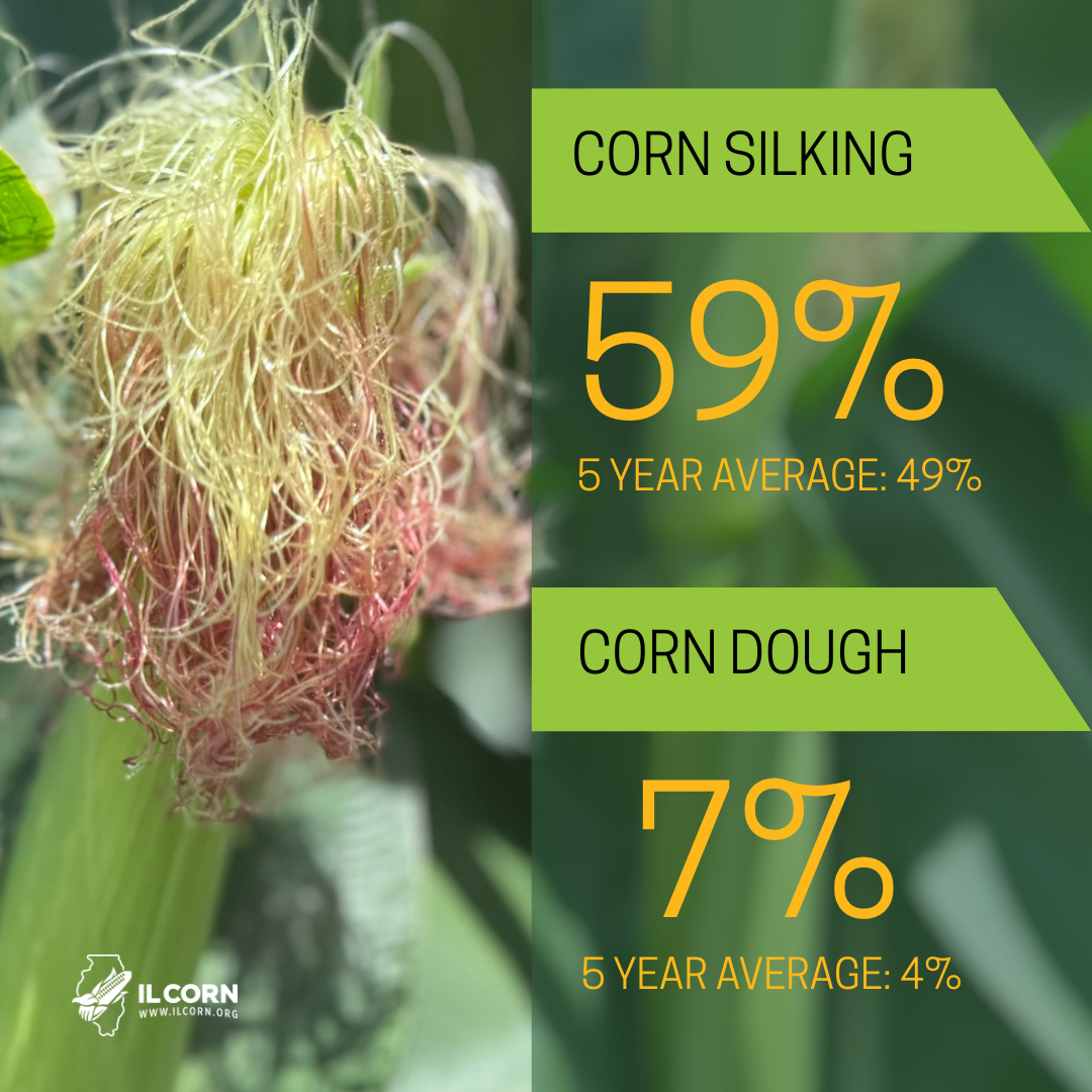 Corn silking progress: 59%, above 5-year average. Corn dough: 7%, exceeding 5-year average. Green background.
