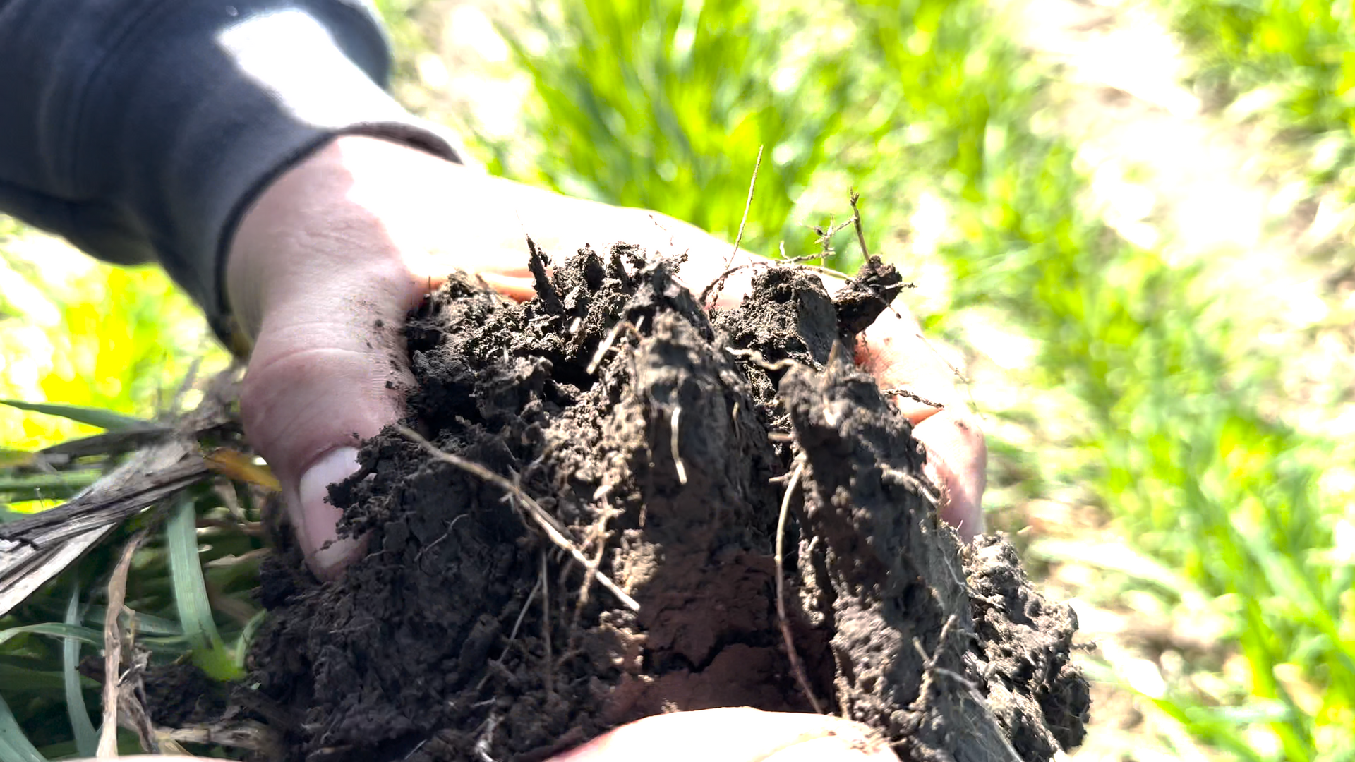 Hand holding clump of dark soil with plant roots, field of green grass in background.