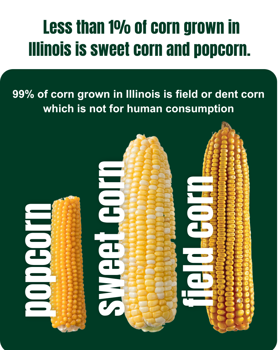 Two corn on the cob with the words can you tell the difference