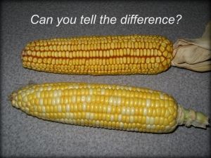 Two corn on the cob with the words can you tell the difference