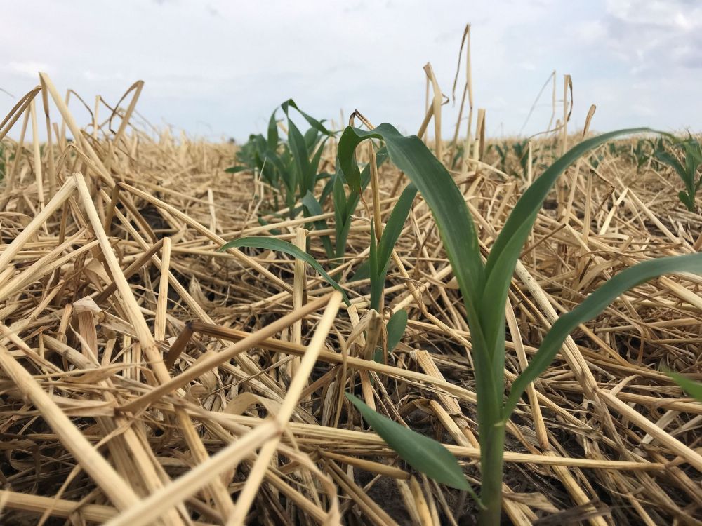 A field of dry grass with a few plants growing out of it