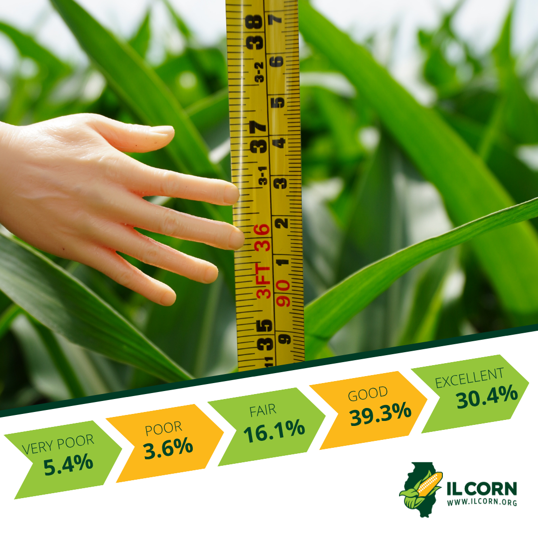 Person measuring corn with a tape measure. Statistics on percentages of various corn conditions are shown below.
