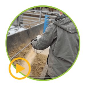 A man in a gray jacket is feeding a cow