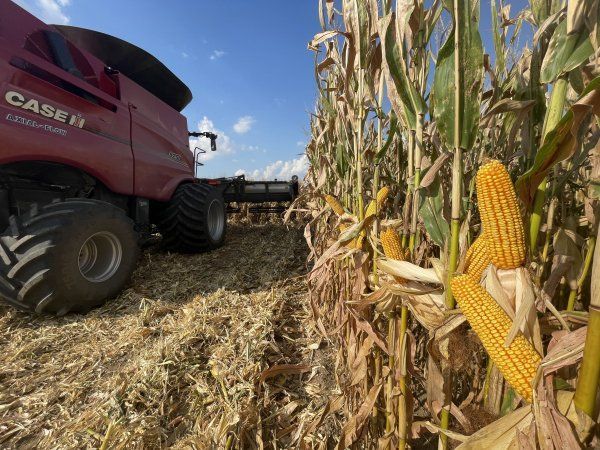 A red case ih combine harvester is in a corn field