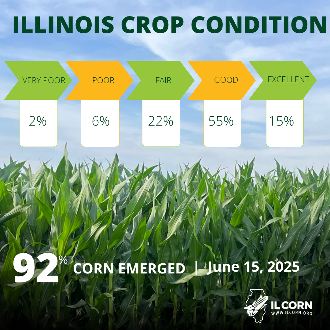 Illinois crop condition: Corn field with condition percentages (very poor to excellent). 92% corn emerged, June 15, 2025.