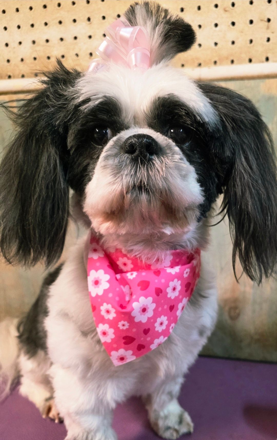 Small black-and-white dog with a pink flower bandana and topknot, sitting indoors.