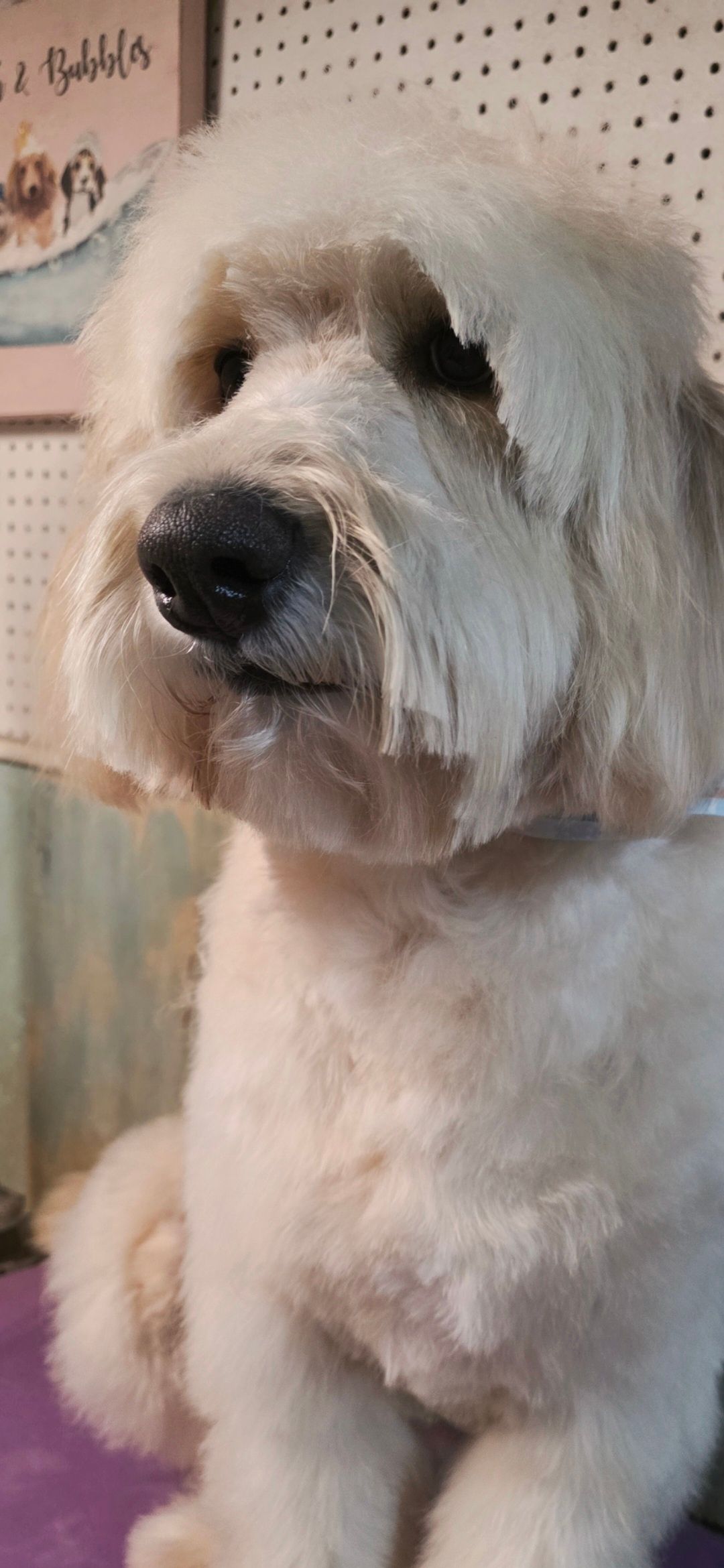 Small fluffy white dog with floppy ears, sitting indoors and looking off to the side.