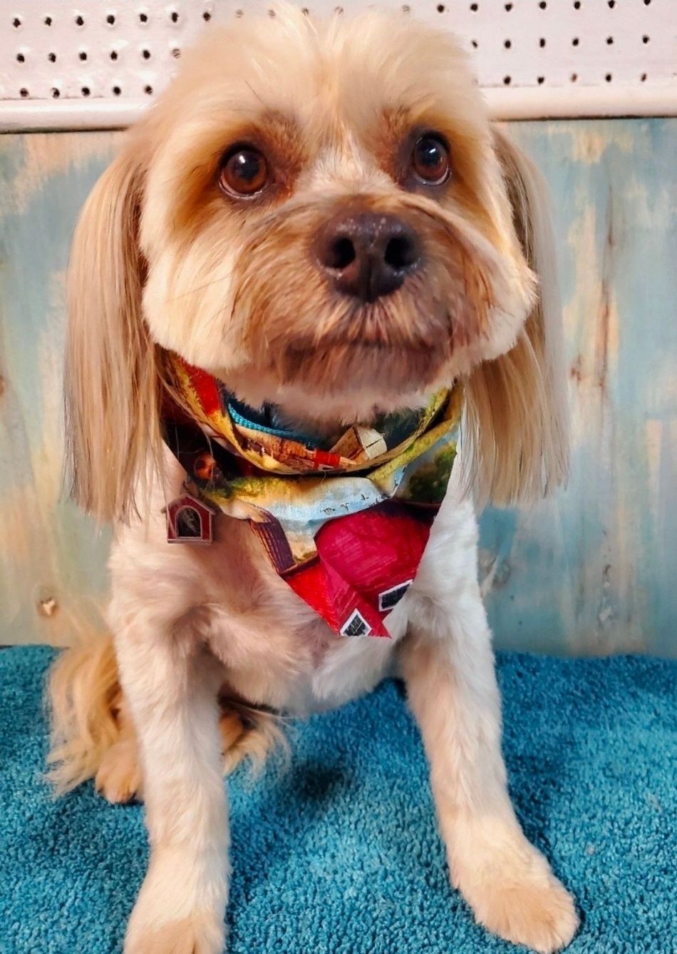 Small tan dog wearing a colorful bandana, sitting on a blue rug against a light wall.