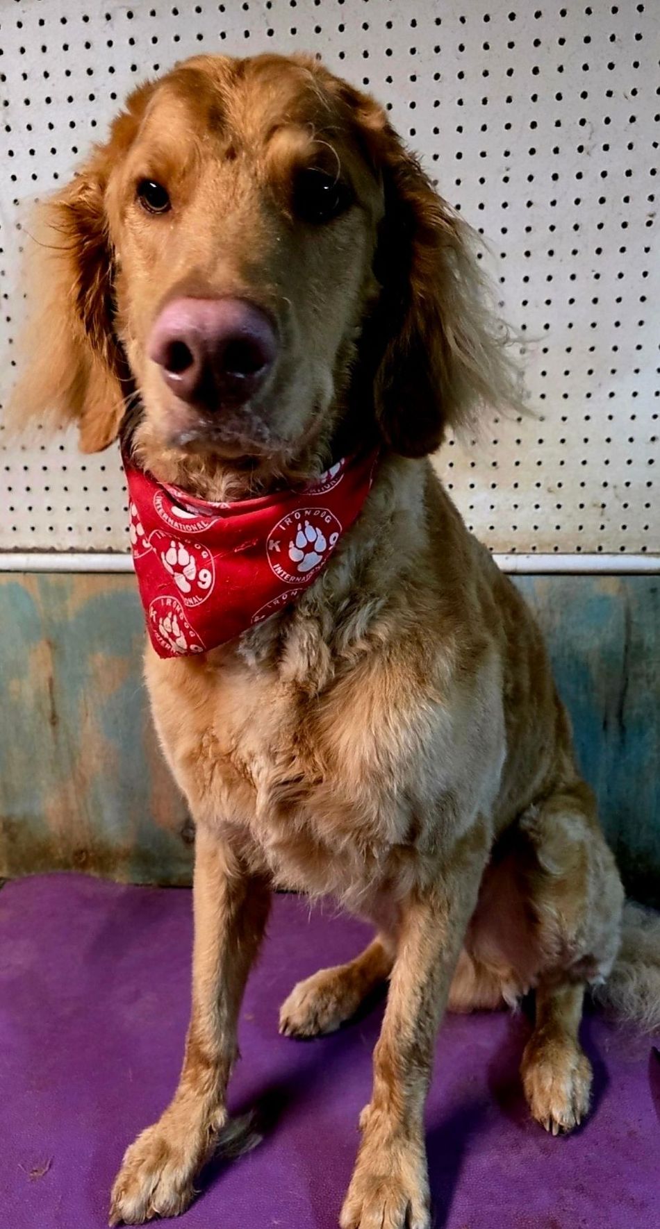 Brown dog wearing a red bandana sits on a purple mat against a pegboard wall.