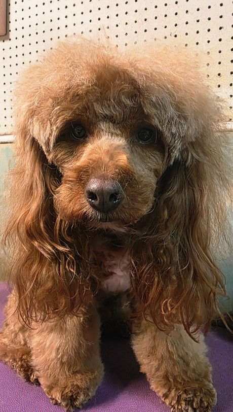 Small brown poodle with long curly fur standing on a purple surface against a dotted wall.