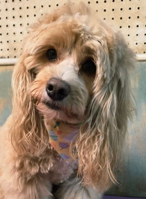 Small fluffy tan dog with long ears, wearing a colorful bandana, sitting indoors and looking at the camera