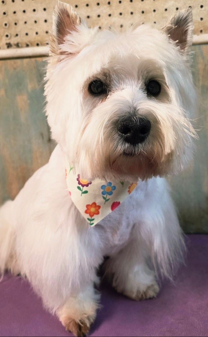 White fluffy dog with a colorful bandana sitting on a purple blanket