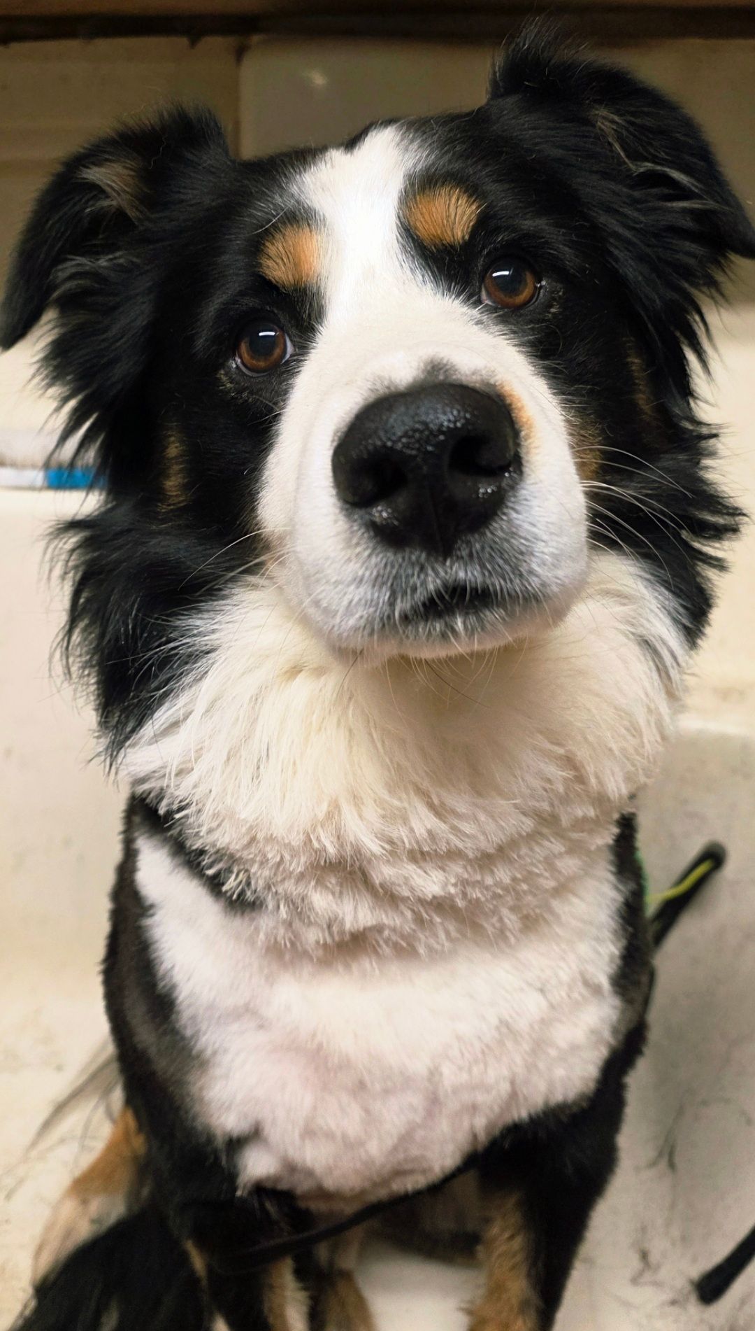 Black, white, and tan dog sitting indoors, looking at the camera.