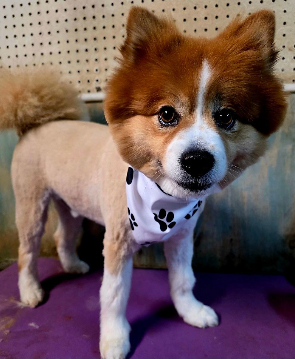 Small fluffy brown-and-white dog wearing a paw-print bandana, standing on a purple mat.