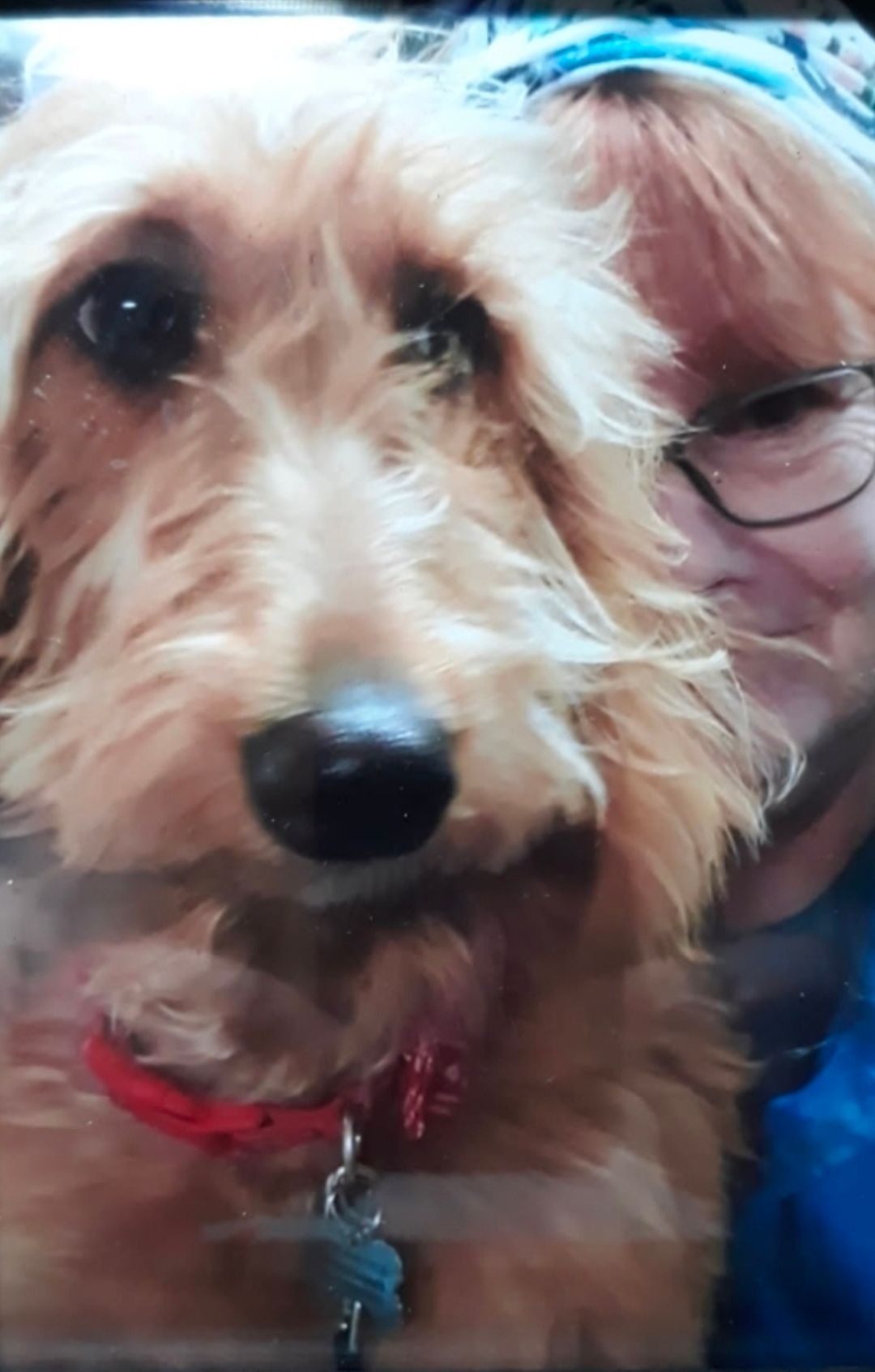 Close-up of a fluffy tan dog wearing a red collar, beside a smiling person in glasses.
