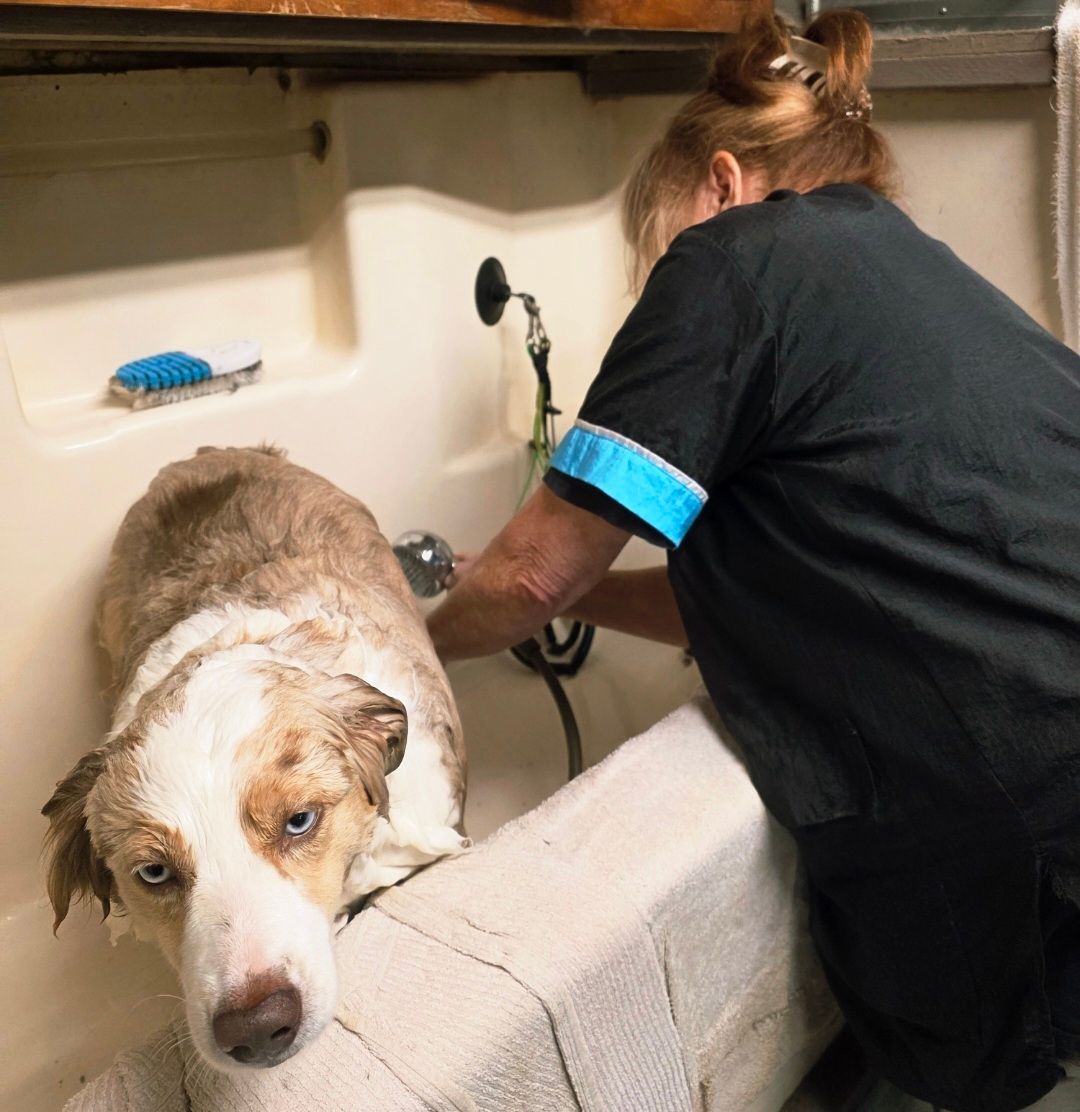 Woman bathing a dog in a sink, with the dog looking toward the camera