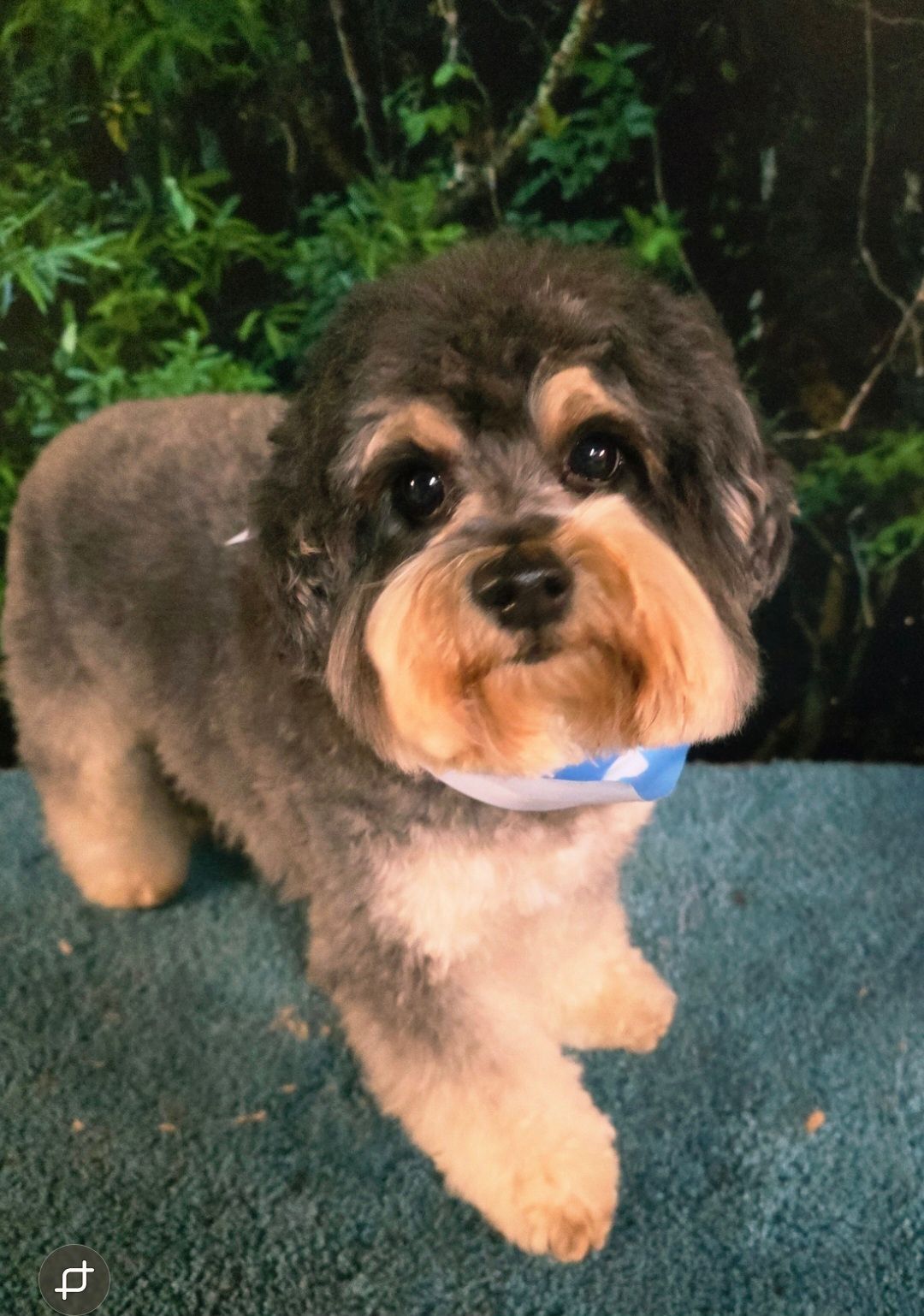 Small fluffy brown-and-tan dog standing on a teal surface with greenery in the background.