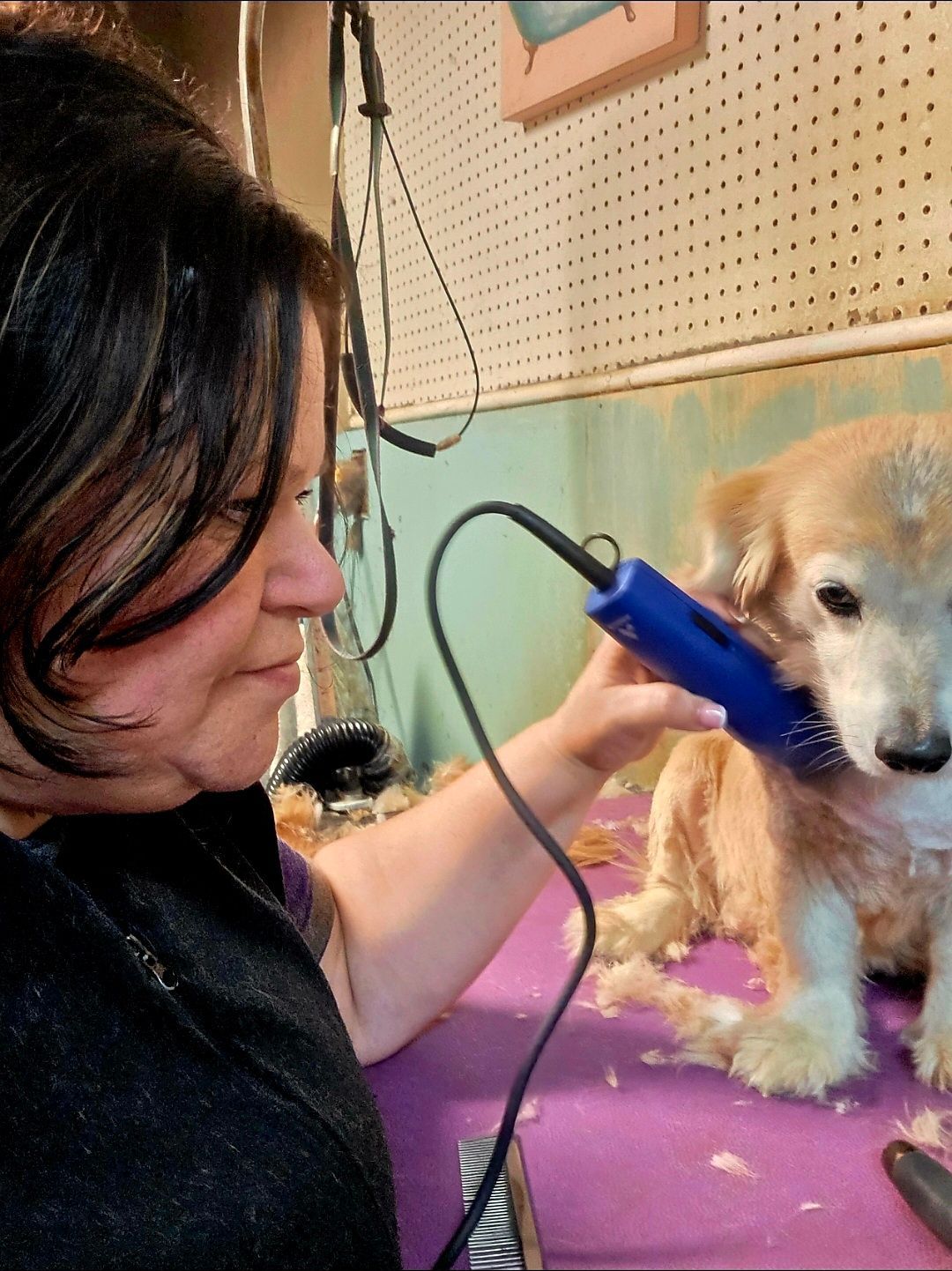 Person trims a small tan dog with blue clippers on a pink grooming table.