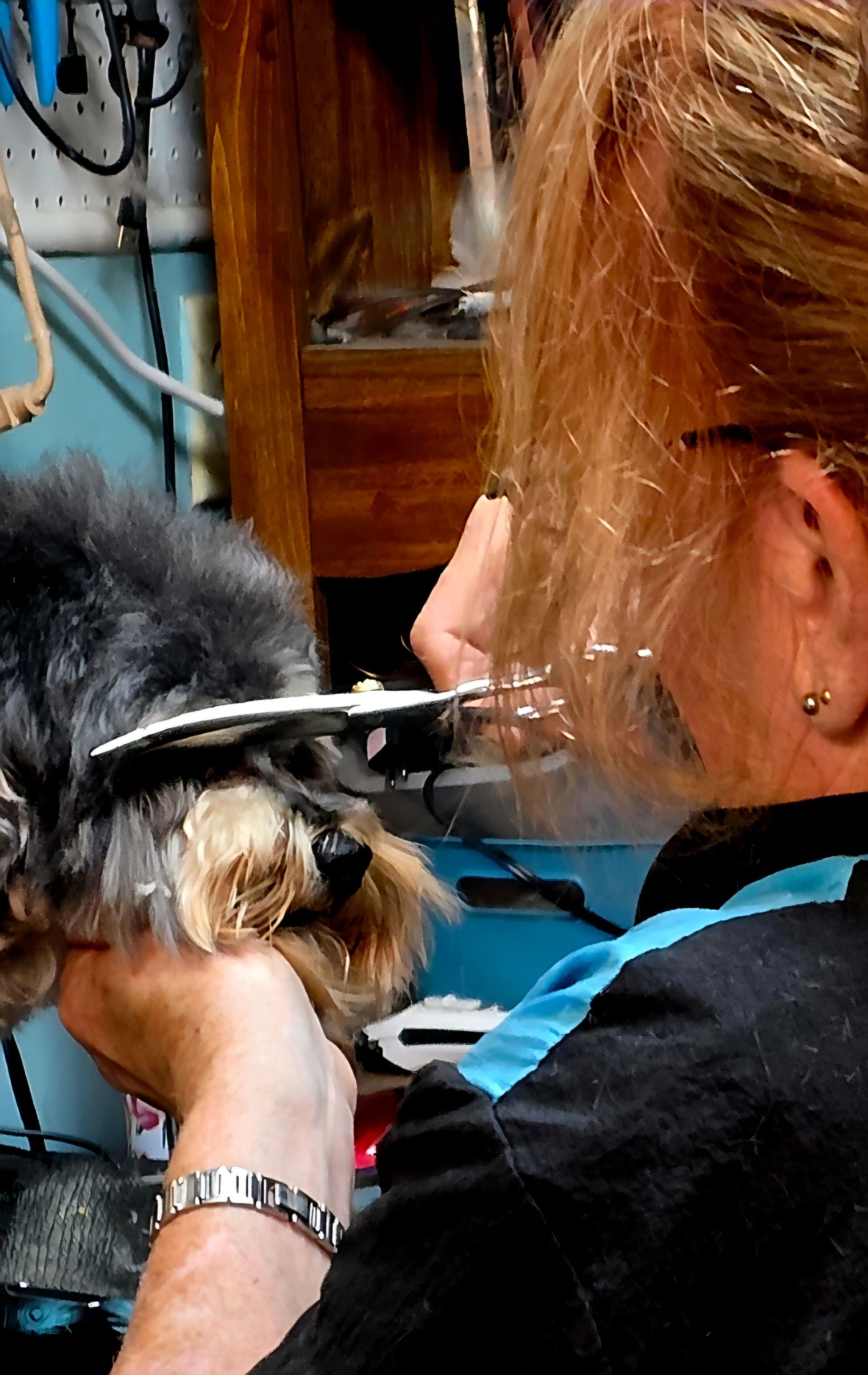 Person grooming a small black dog with scissors, close-up in a salon setting